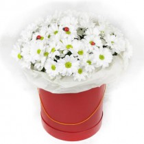 Daisies in a hat box